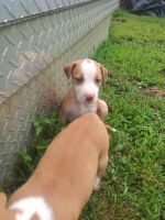 Mixed Puppies for sale in Jonesville, NC 28642, USA. price: NA