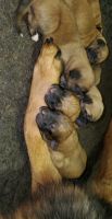 Mixed Puppies for sale in Iron City, TN 38463, USA. price: NA