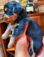 Mixed Puppies for sale in Philadelphia, PA, USA. price: NA