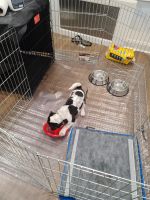 Mixed Puppies for sale in New York, NY, USA. price: NA