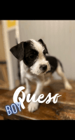 Mixed Puppies for sale in Nashville, OH, USA. price: NA