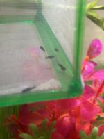 Molly Fishes for sale in Las Vegas, NV 89107, USA. price: NA