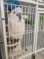 Moluccan Cockatoo Birds for sale in Pasadena, MD 21122, USA. price: NA