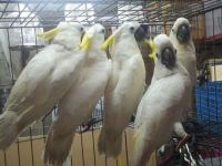 Moluccan Cockatoo Birds for sale in Texas City, TX, USA. price: NA