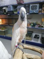 Moluccan Cockatoo Birds for sale in Dubai, Dubai. price: NA