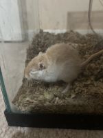 Mongolian Jird Rodents for sale in Katy, TX, USA. price: NA