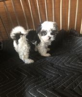 Morkie Puppies for sale in Virginia Beach, VA, USA. price: NA
