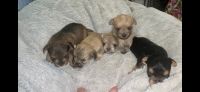 Morkie Puppies for sale in Alvarado, TX 76009, USA. price: NA