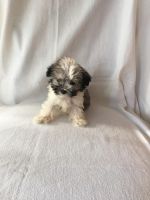 Morkie Puppies for sale in Lehigh Acres, FL, USA. price: NA