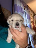 Morkie Puppies for sale in Stratford, CT, USA. price: NA