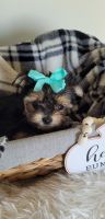 Morkie Puppies for sale in Minerva, OH 44657, USA. price: NA