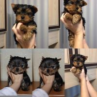 Morkie Puppies for sale in California City, CA, USA. price: NA