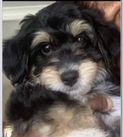 Morkie Puppies for sale in 60143 S St Joseph St, South Bend, IN 46614, USA. price: NA