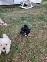 Morkie Puppies for sale in Rolla, MO 65401, USA. price: NA