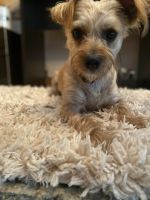 Morkie Puppies for sale in Anoka, MN, USA. price: NA
