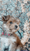 Morkie Puppies for sale in Fort Worth, TX, USA. price: NA