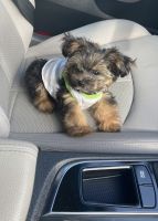 Morkie Puppies for sale in West Deptford, NJ, USA. price: NA