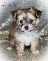 Morkie Puppies for sale in Baxter Springs, KS 66713, USA. price: NA