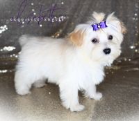 Morkie Puppies for sale in Baxter Springs, KS 66713, USA. price: NA