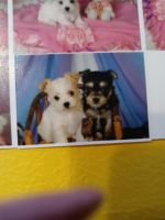 Morkie Puppies for sale in South Bend, IN, USA. price: NA