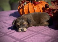 Morkie Puppies for sale in Raphine, VA 24472, USA. price: NA