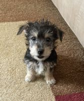 Morkie Puppies for sale in Toledo, OH 43613, USA. price: NA