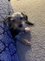 Morkie Puppies for sale in Tulsa, OK 74137, USA. price: NA