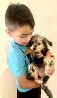Morkie Puppies for sale in Tulsa, OK 74137, USA. price: NA