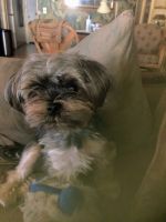 Morkie Puppies for sale in Ocala, FL, USA. price: NA