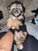 Morkie Puppies for sale in Plant City, FL, USA. price: NA