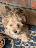 Morkie Puppies for sale in Harker Heights, TX 76548, USA. price: NA