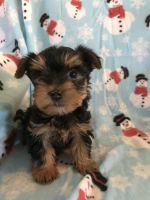 Morkie Puppies for sale in Louisburg, NC 27549, USA. price: NA