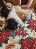 Morkie Puppies for sale in Newark, OH, USA. price: NA