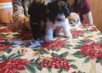 Morkie Puppies for sale in Newark, OH, USA. price: NA