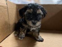 Morkie Puppies for sale in Big Bear Lake, CA, USA. price: NA