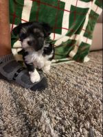 Morkie Puppies for sale in Winder, GA 30680, USA. price: NA