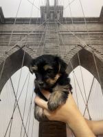 Morkie Puppies for sale in Houston, TX, USA. price: NA