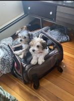 Morkie Puppies for sale in Boston, MA, USA. price: NA