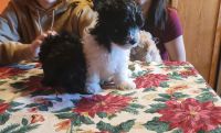 Morkie Puppies for sale in Licking County, OH, USA. price: NA
