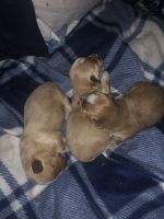 Morkie Puppies for sale in Naugatuck, CT 06770, USA. price: NA