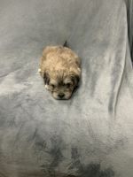Morkie Puppies for sale in Queens, NY, USA. price: NA