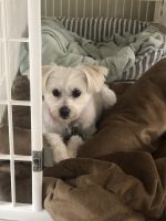 Morkie Puppies for sale in Middletown Township, NJ, USA. price: NA