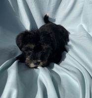 Morkie Puppies for sale in Fort Myers, FL, USA. price: NA