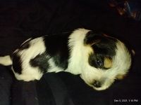 Morkie Puppies for sale in Round Mountain, TX 78663, USA. price: NA