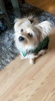 Morkie Puppies for sale in Lancaster, PA 17603, USA. price: NA