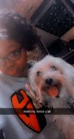 Morkie Puppies for sale in Brooklyn, NY, USA. price: NA