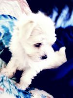Morkie Puppies for sale in Loxahatchee, FL 33412, USA. price: NA