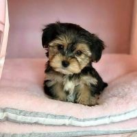Morkie Puppies for sale in Hollywood, Los Angeles, CA, USA. price: NA