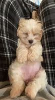 Morkie Puppies for sale in Lakeland, FL, USA. price: NA
