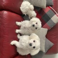 Morkie Puppies for sale in Hollywood, Los Angeles, CA, USA. price: NA